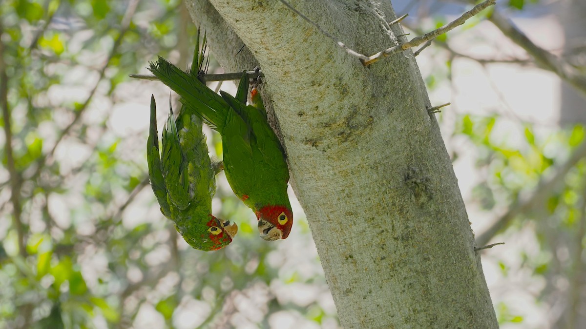 Red-masked Parakeet - Mark Cloutier