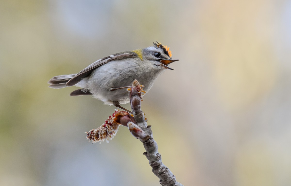 Common Firecrest - Miguel Ángel Mora Quintana