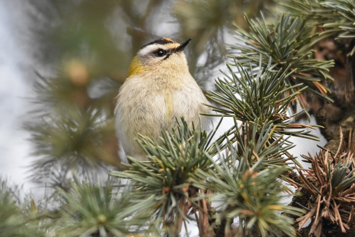 Common Firecrest - Miguel Ángel Mora Quintana