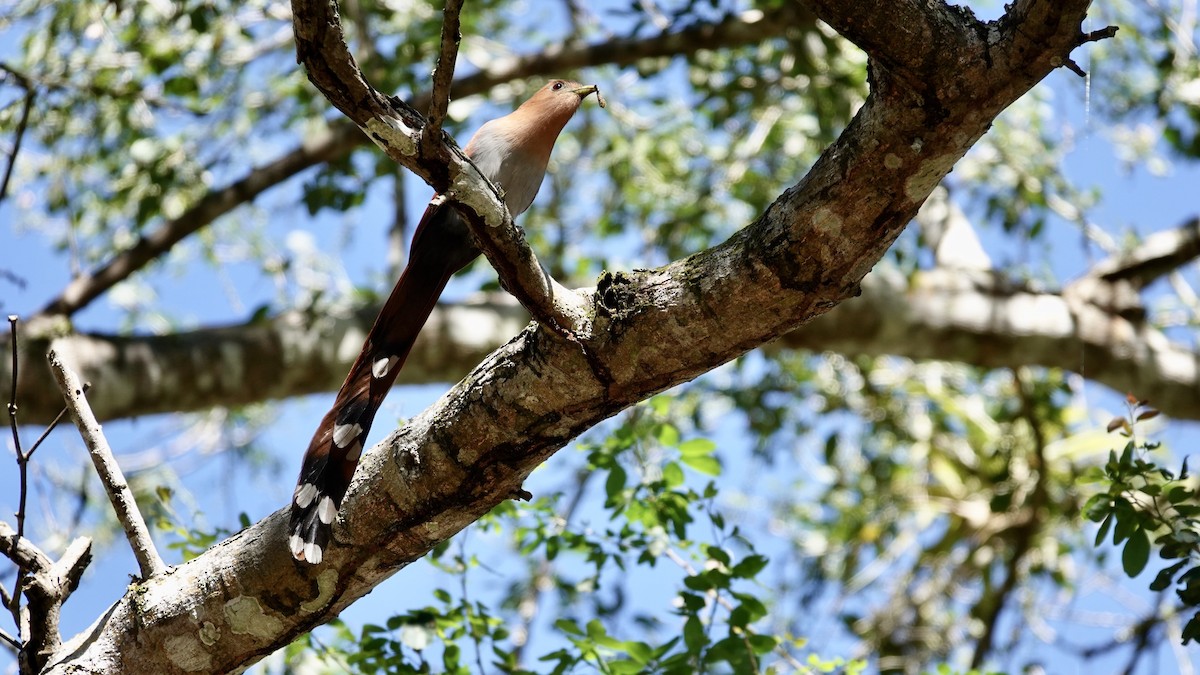 Squirrel Cuckoo (West Mexico) - ML616553251