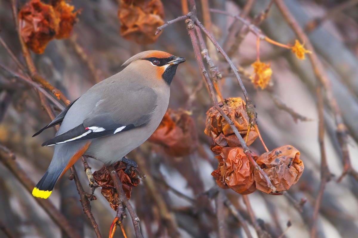 Bohemian Waxwing - ML616553273