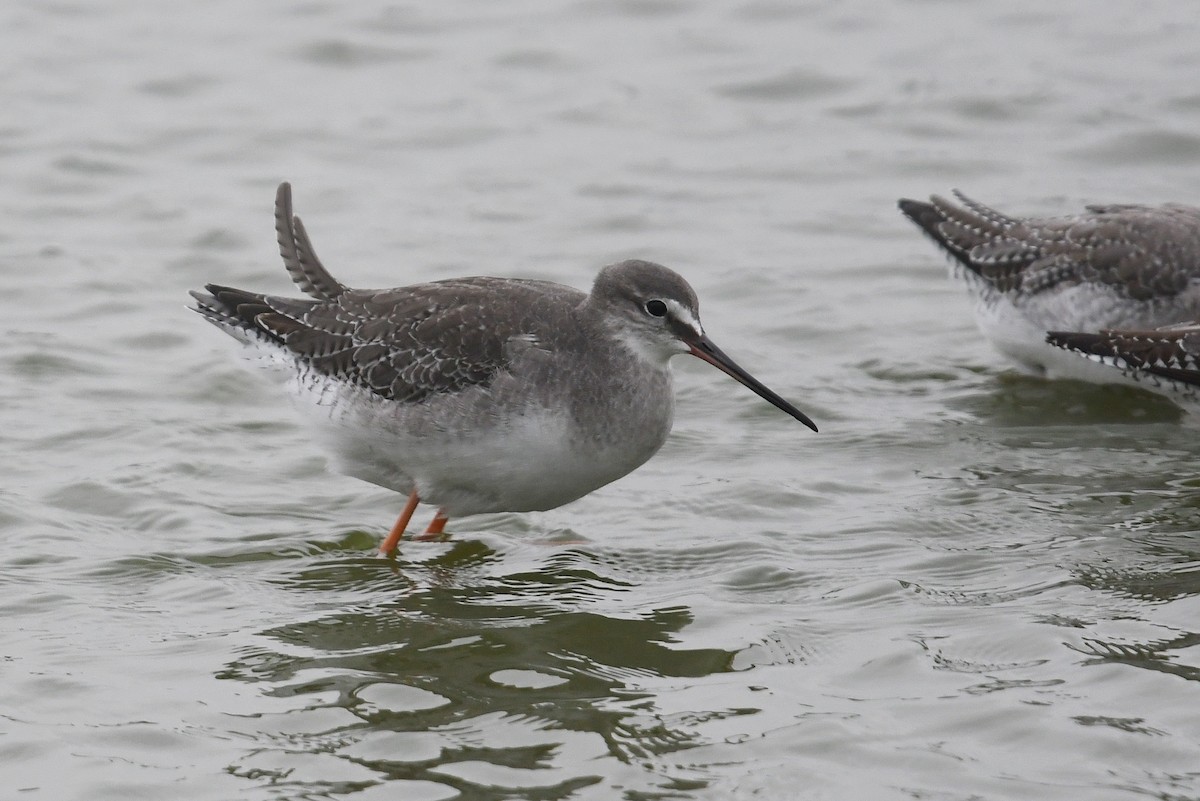 Spotted Redshank - ML616553294