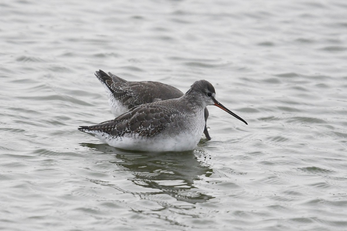 Spotted Redshank - Andreas Deissner
