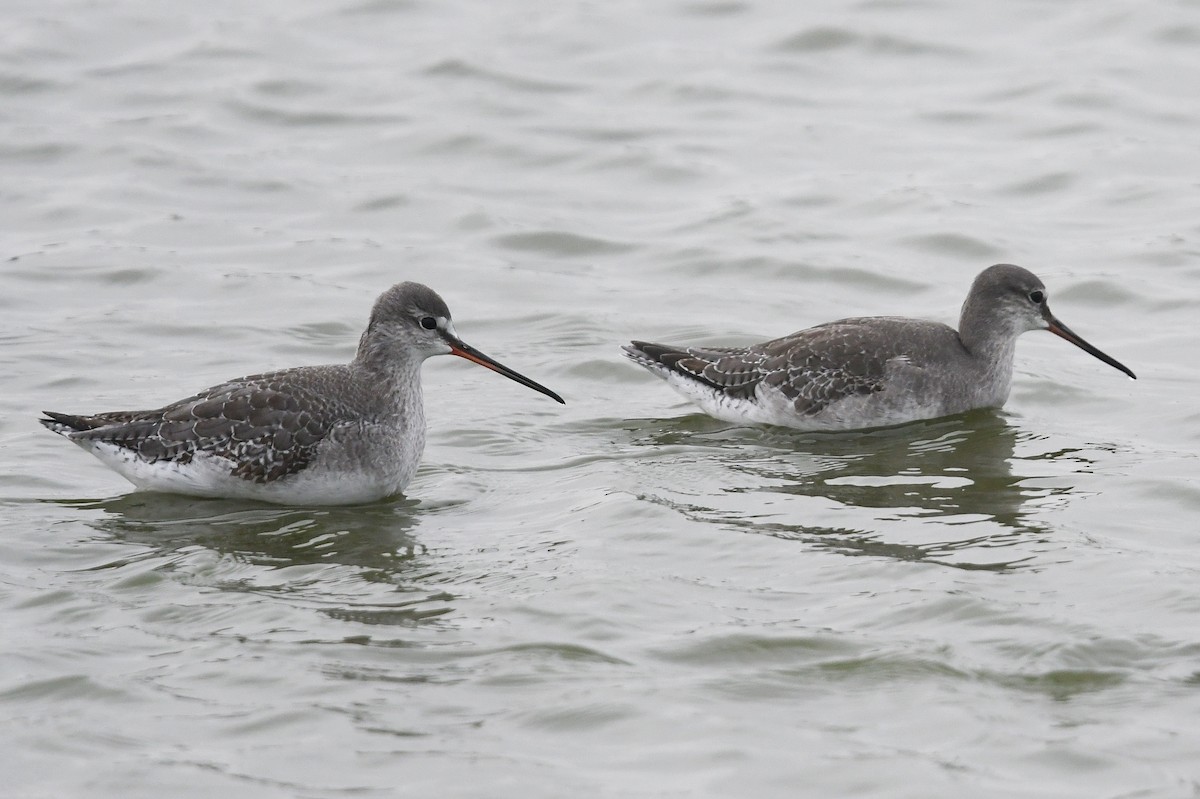 Spotted Redshank - ML616553300