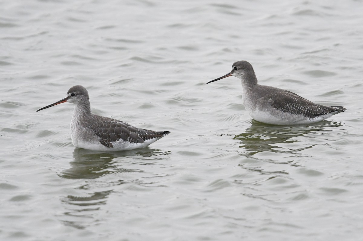 Spotted Redshank - ML616553304