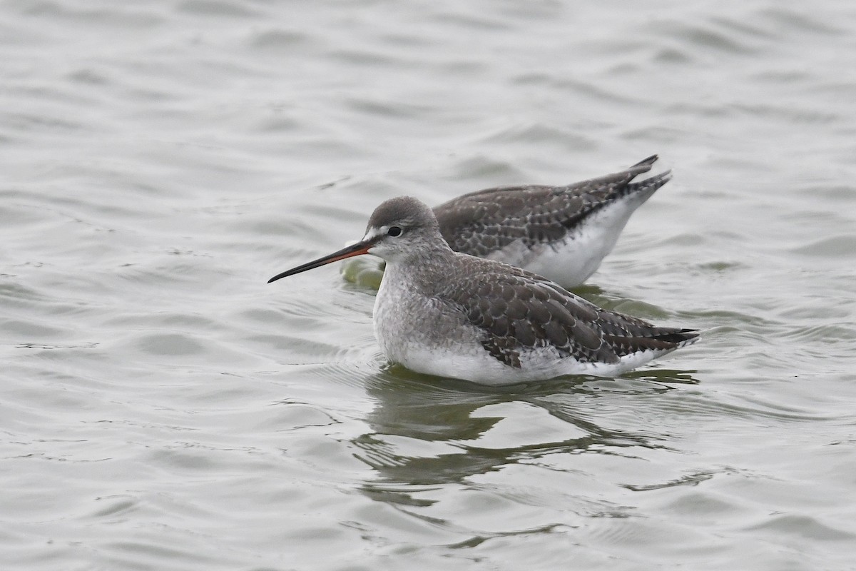 Spotted Redshank - ML616553309