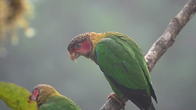 Rose-faced Parrot - ML616553313