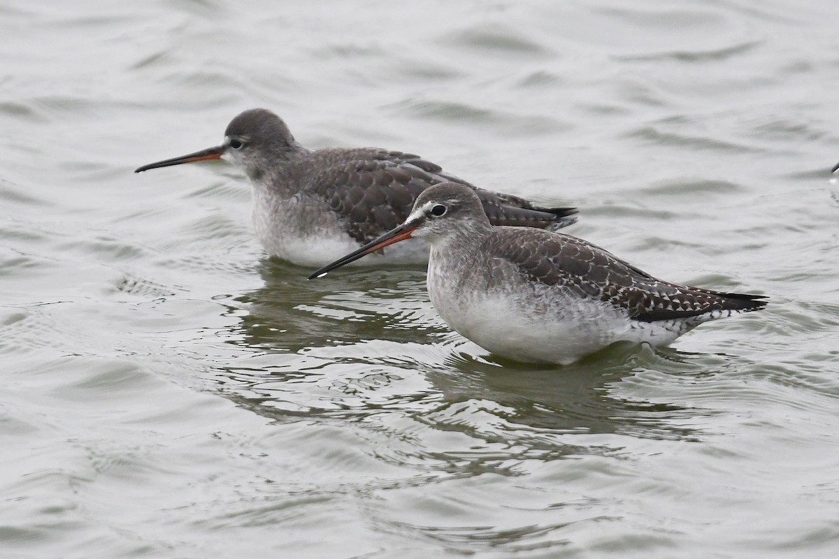 Spotted Redshank - ML616553314