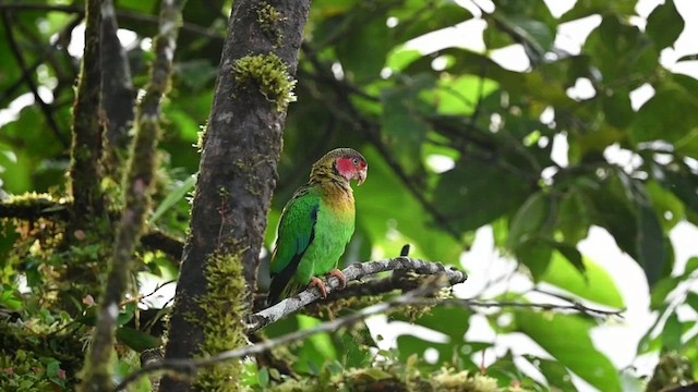 Rose-faced Parrot - ML616553319