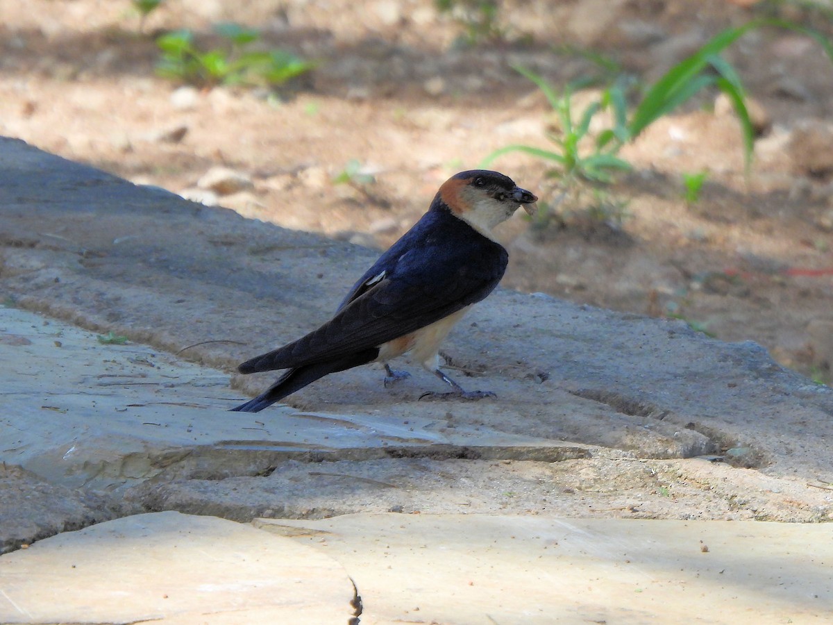 Red-rumped Swallow - ML616553335