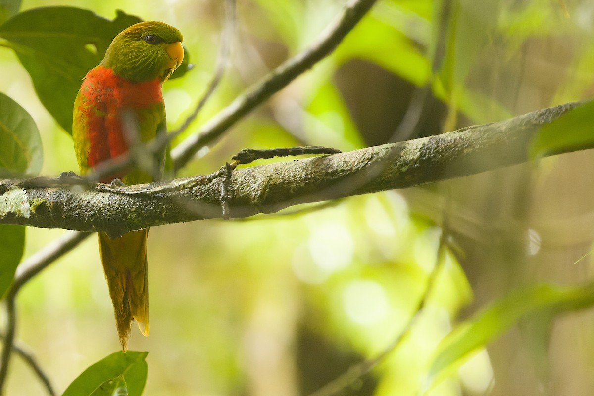 Yellow-billed Lorikeet - ML616553356