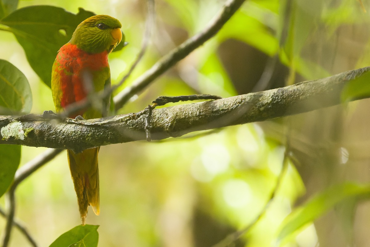 Yellow-billed Lorikeet - ML616553357