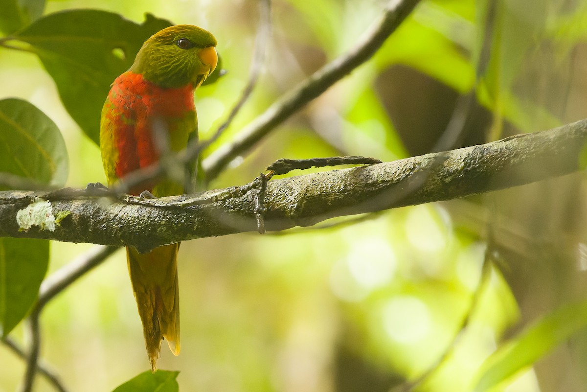 Yellow-billed Lorikeet - ML616553358