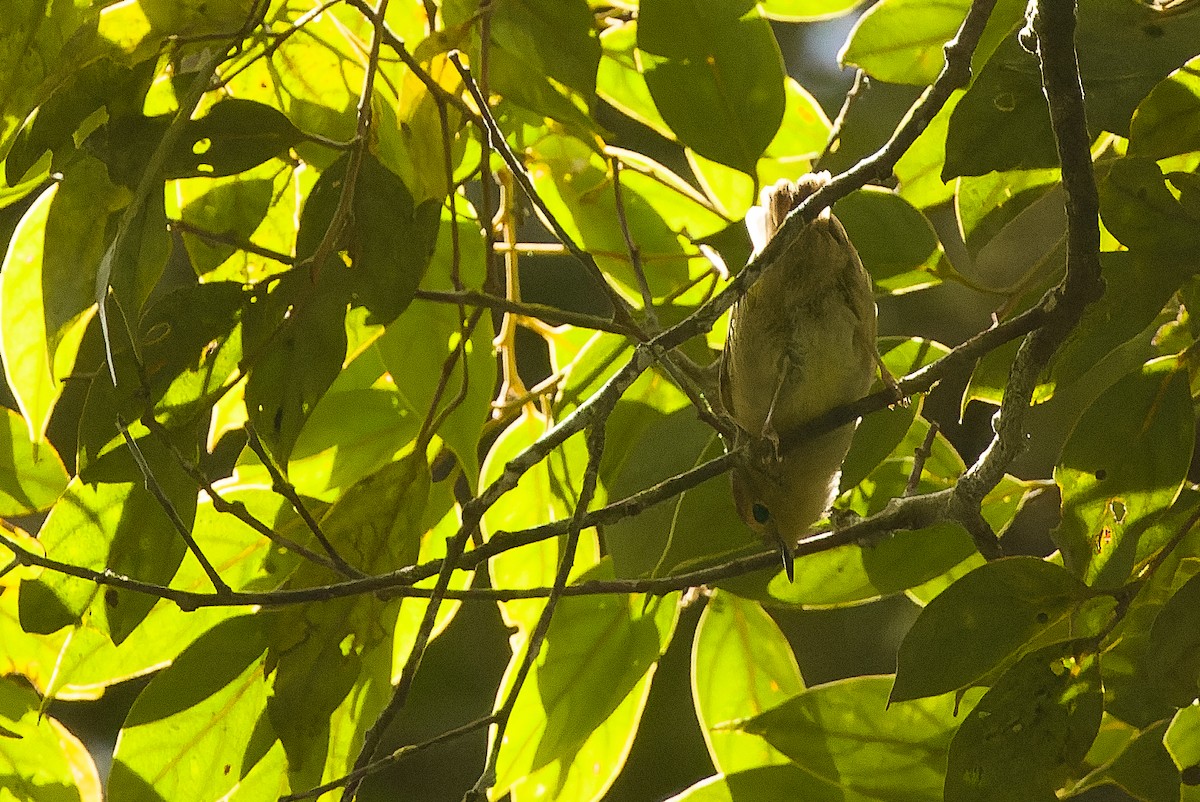 Vogelkop Scrubwren - ML616553364