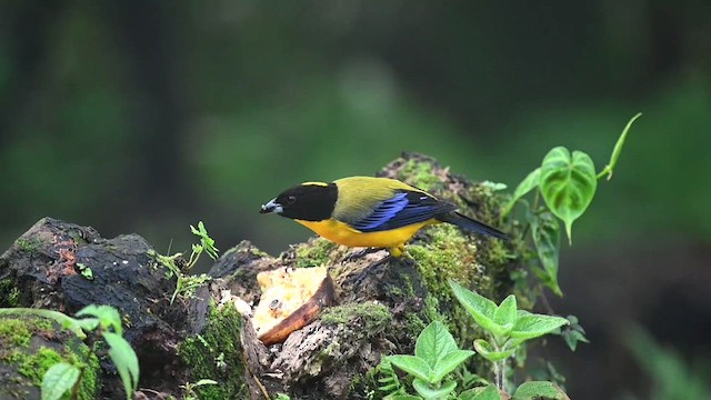 Black-chinned Mountain Tanager - ML616553452