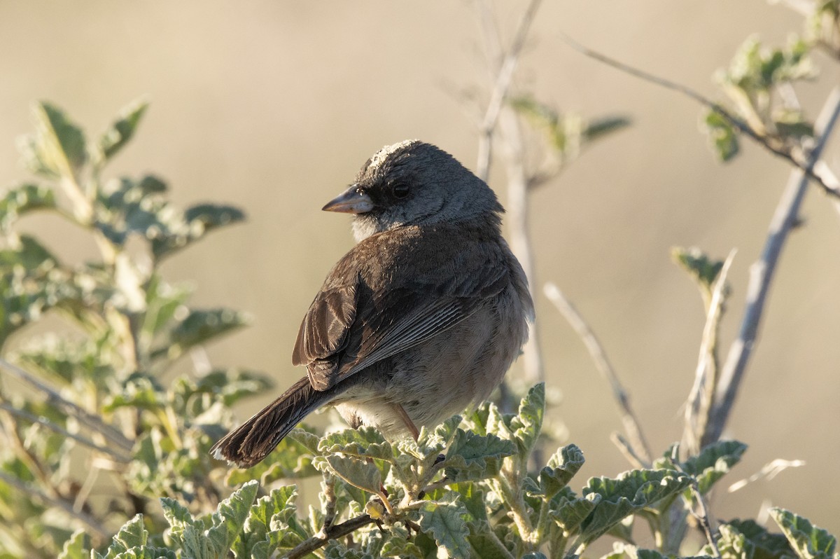 Junco de Isla Guadalupe - ML616553455