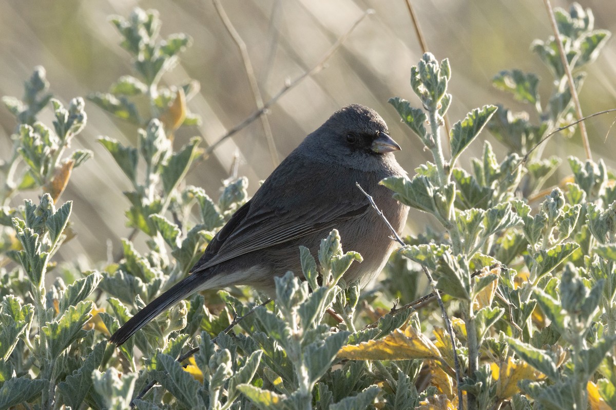 Junco de Isla Guadalupe - ML616553456