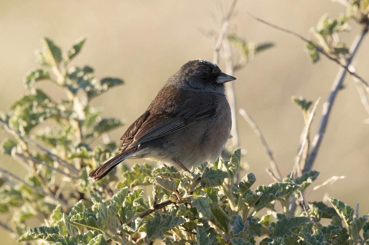 Junco de Isla Guadalupe - ML616553457