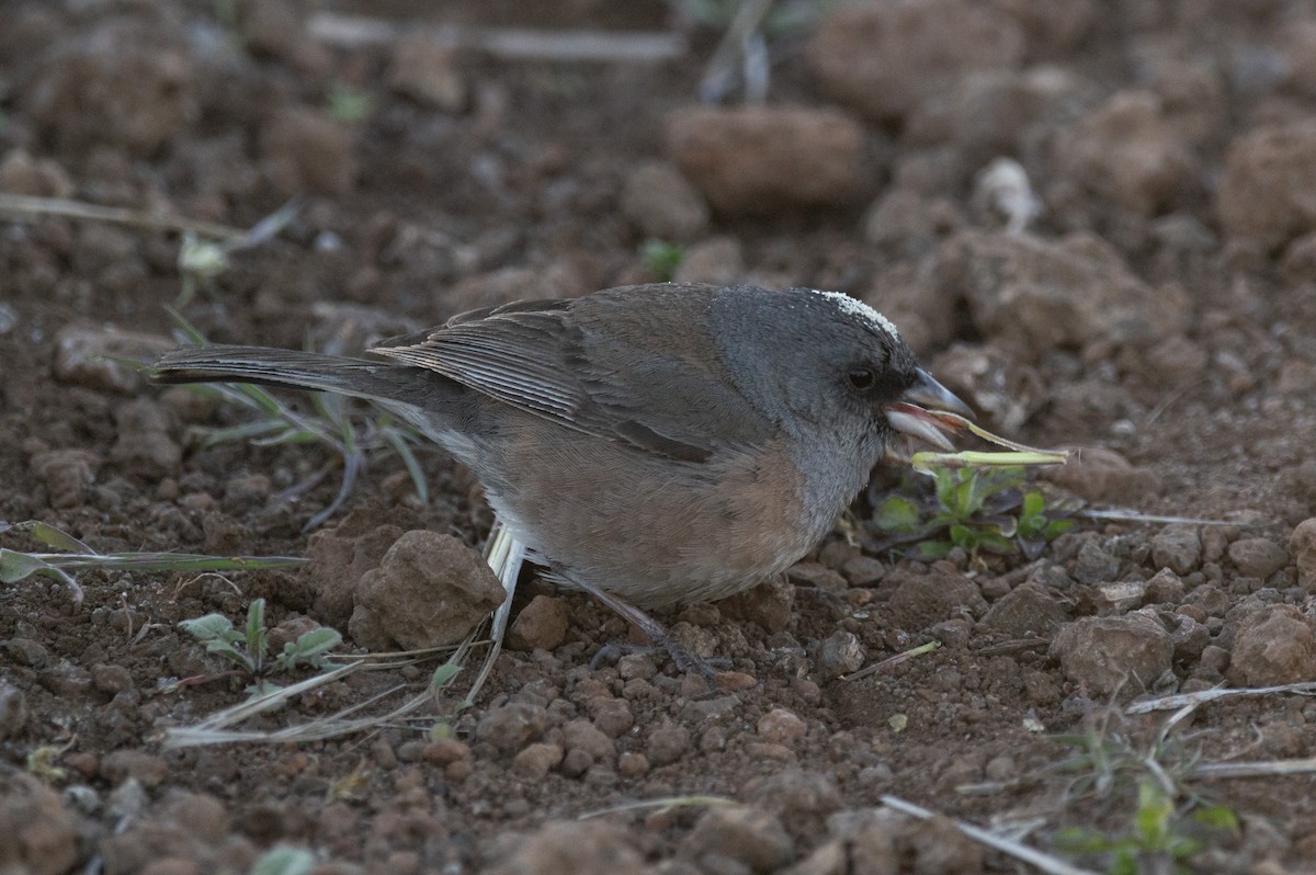 Guadalupe Junco - ML616553459