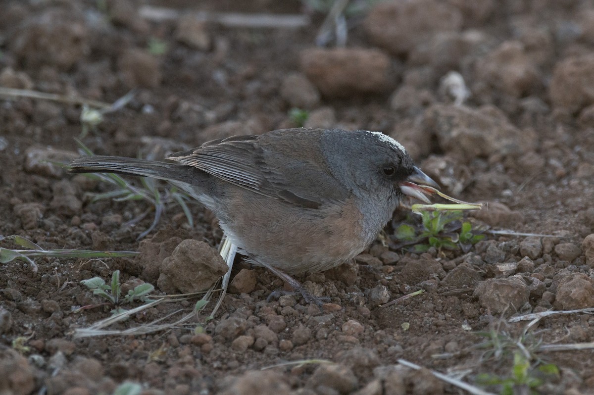 Junco de Isla Guadalupe - ML616553459