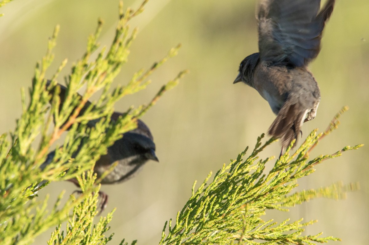 Junco de Isla Guadalupe - ML616553460