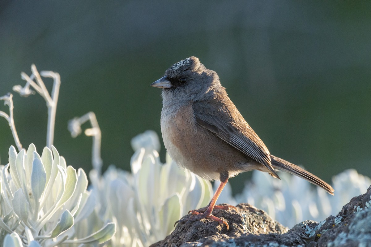 Junco de Guadalupe - ML616553461