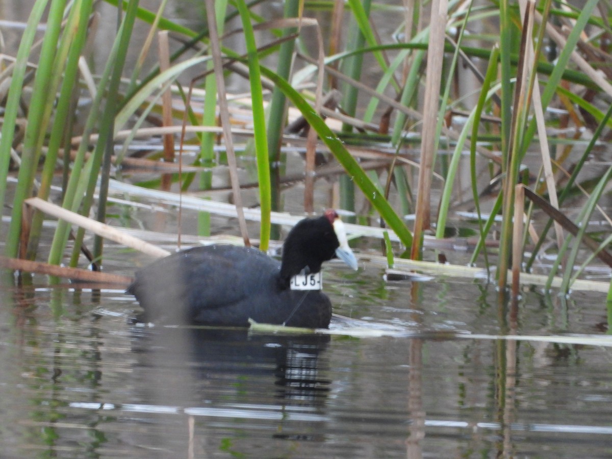 Red-knobbed Coot - ML616553482