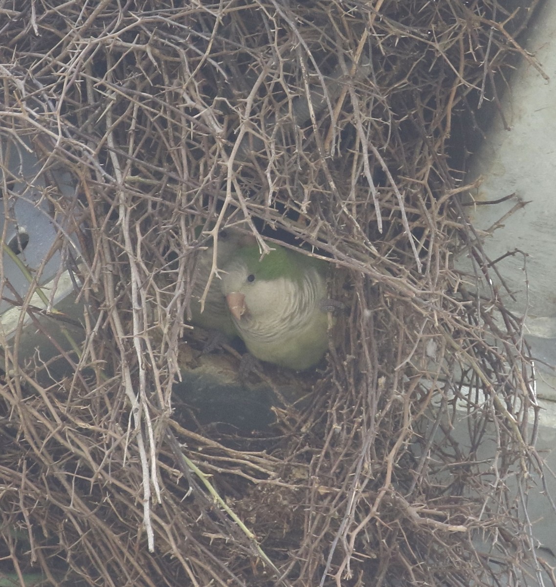 Monk Parakeet - ML616553509