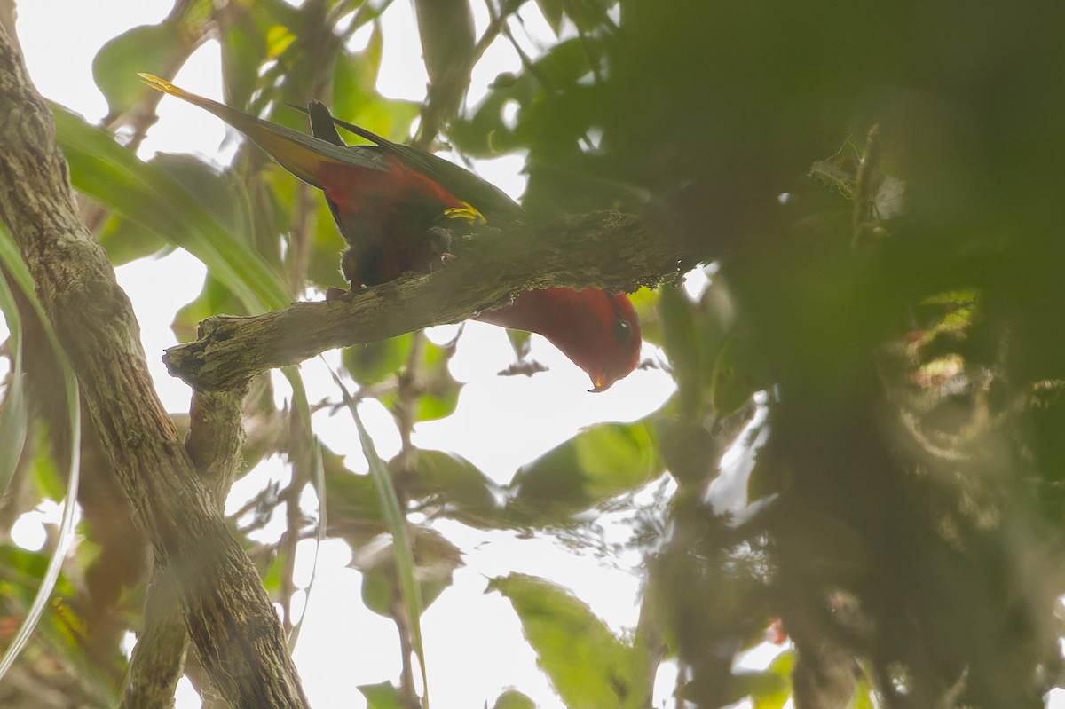 Josephine's Lorikeet - ML616553517