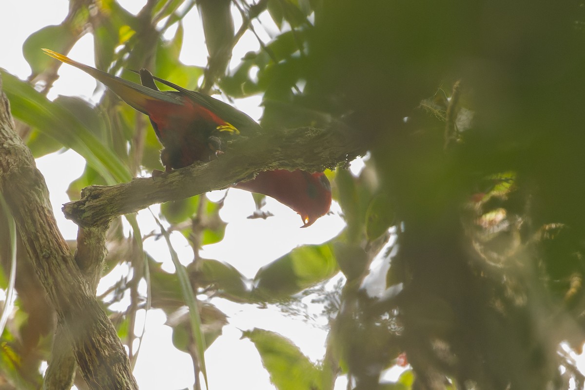 Josephine's Lorikeet - ML616553521