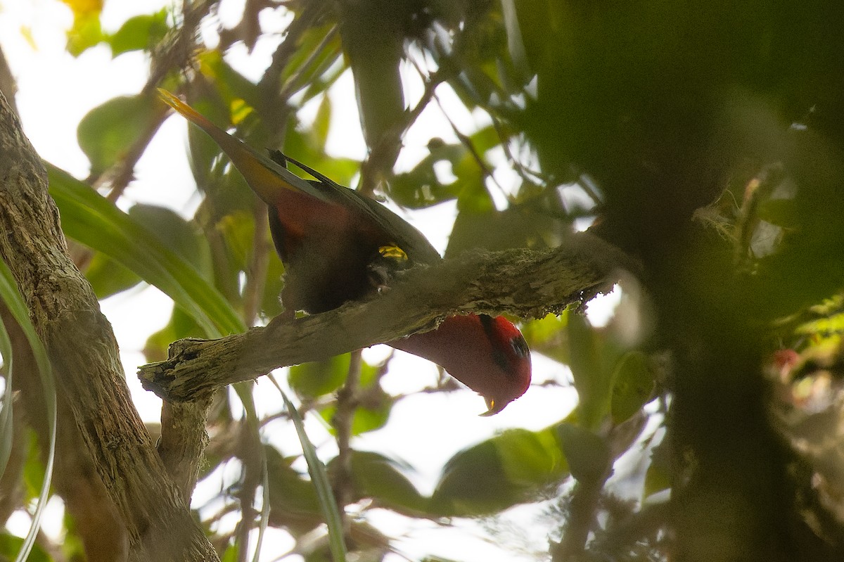 Josephine's Lorikeet - ML616553522