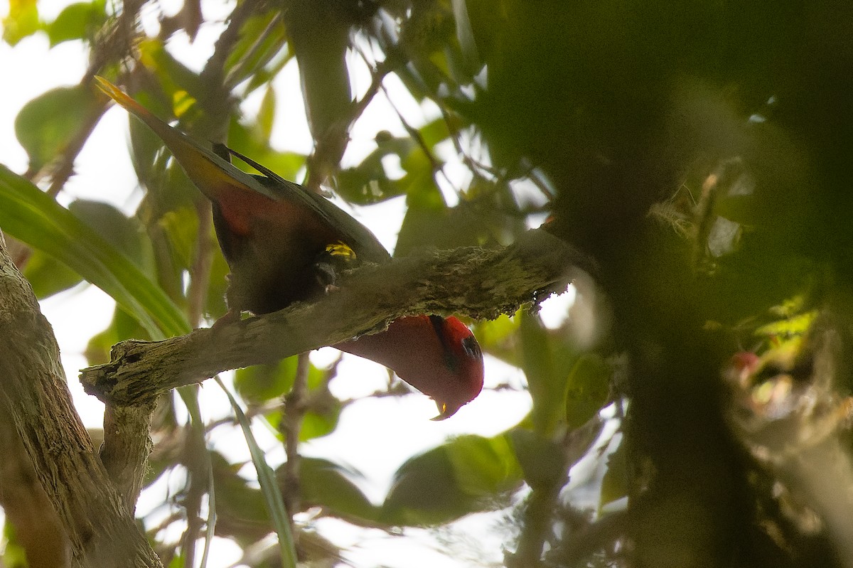 コウゴウインコ - ML616553523