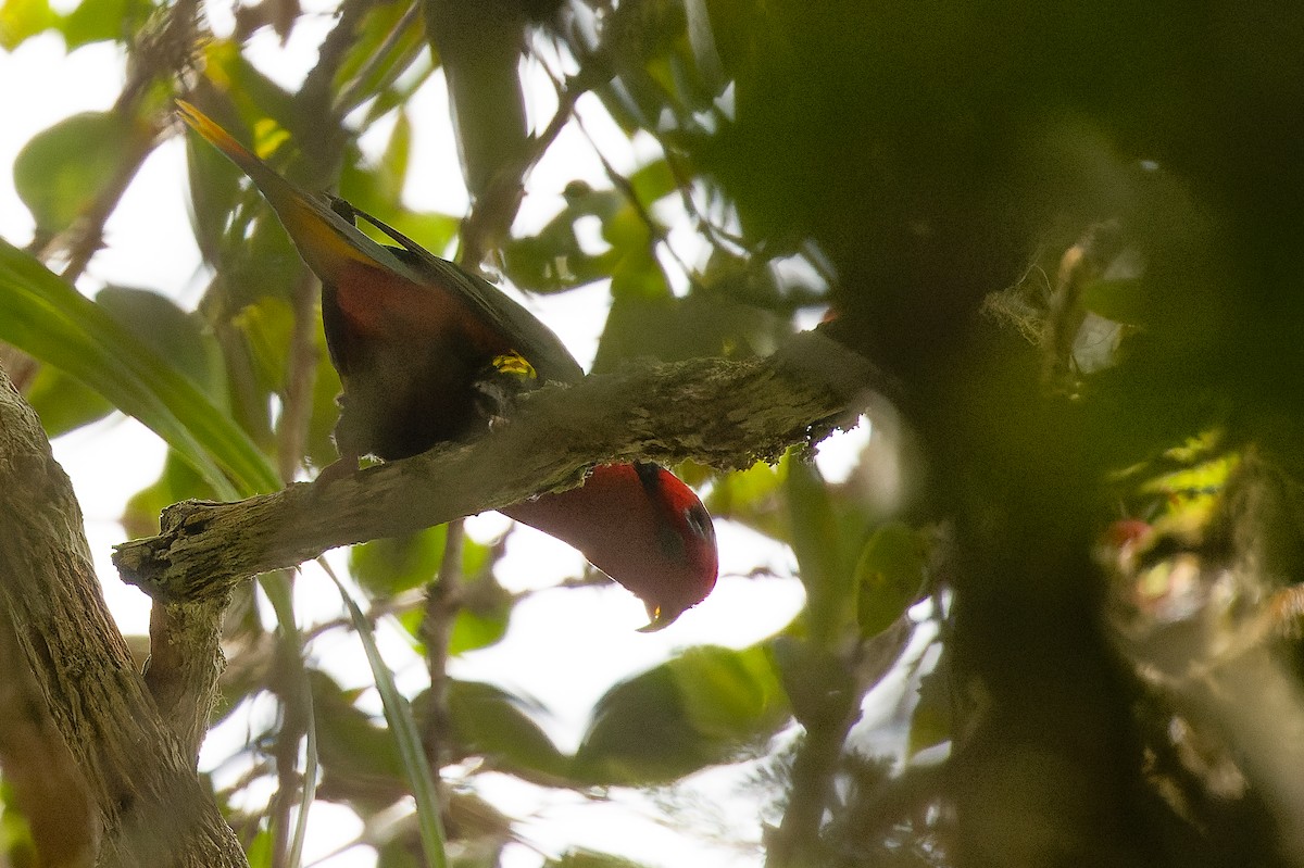 Josephine's Lorikeet - ML616553524