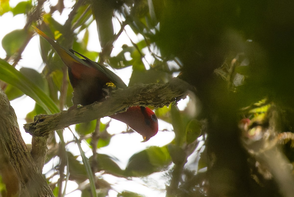 Josephine's Lorikeet - ML616553525