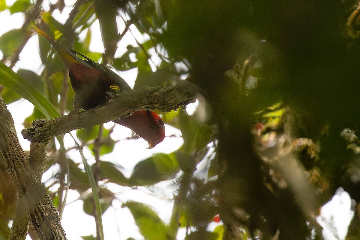 Josephine's Lorikeet - ML616553528