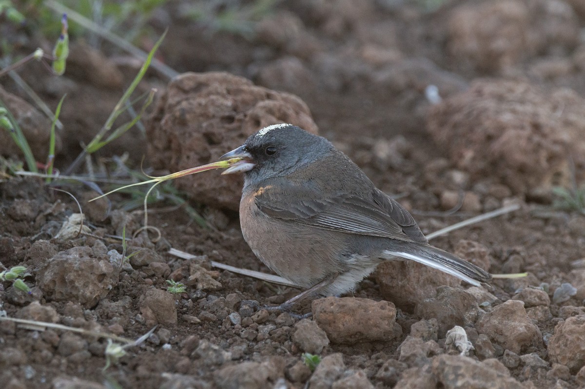 Junco de Isla Guadalupe - ML616553529