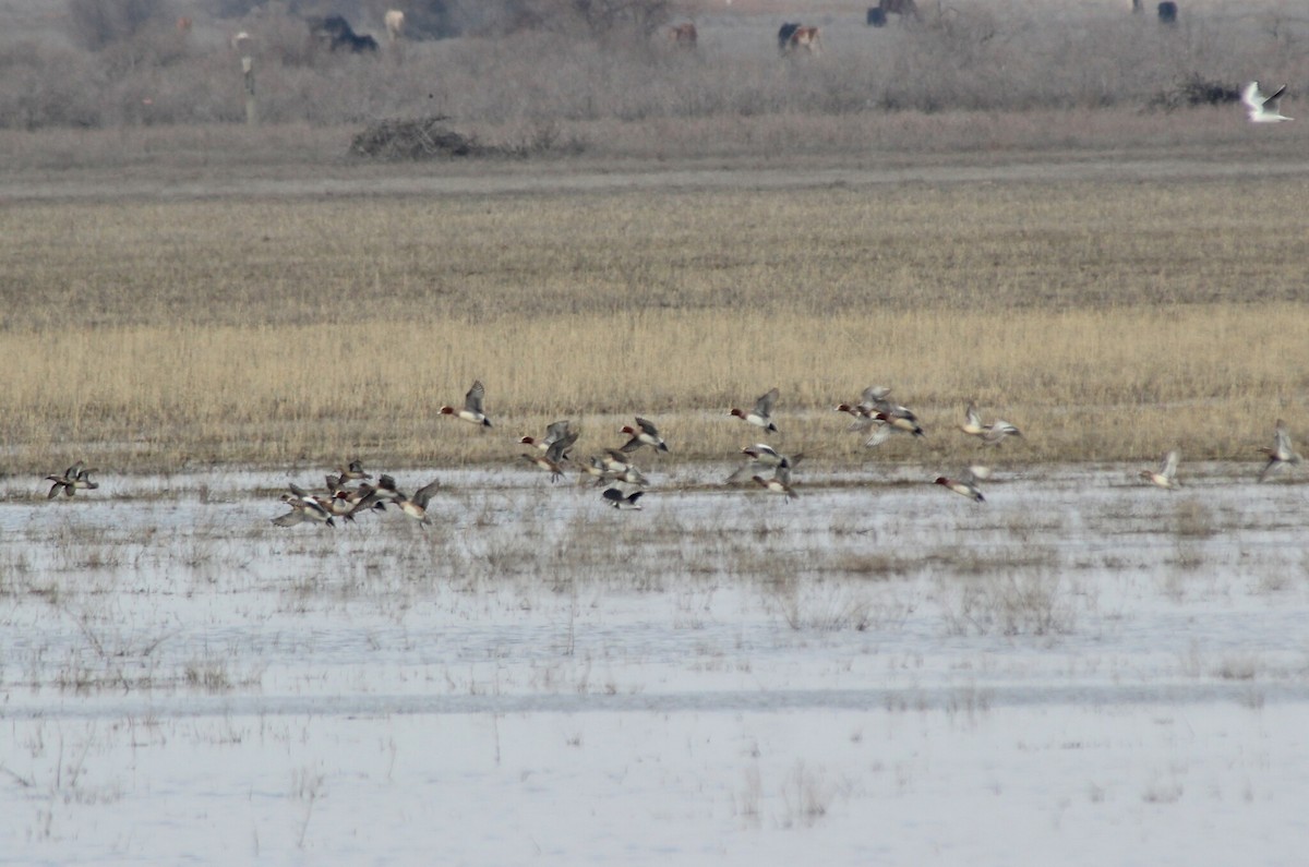 Eurasian Wigeon - ML616553549