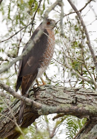 Sharp-shinned Hawk - ML616553573