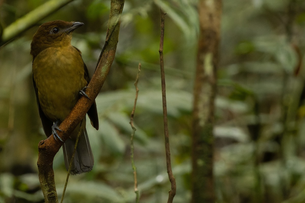 Vogelkop Bowerbird - ML616553588