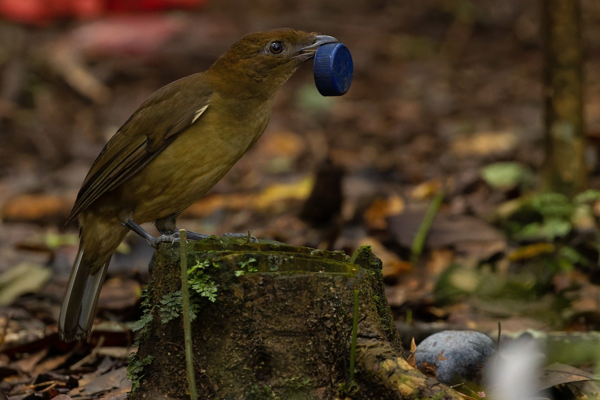 Vogelkop Bowerbird - ML616553593