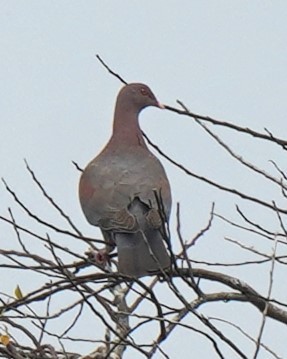 Pigeon à bec rouge - ML616553616