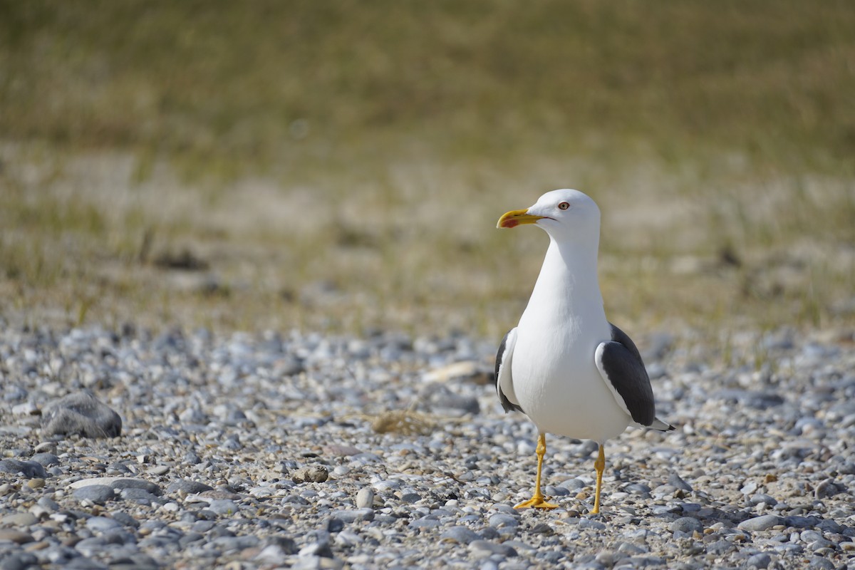 Lesser Black-backed Gull - Wibke Friedrich
