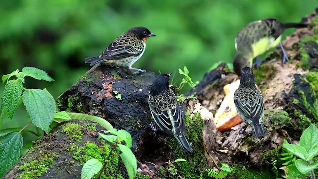 Rufous-throated Tanager - ML616553675