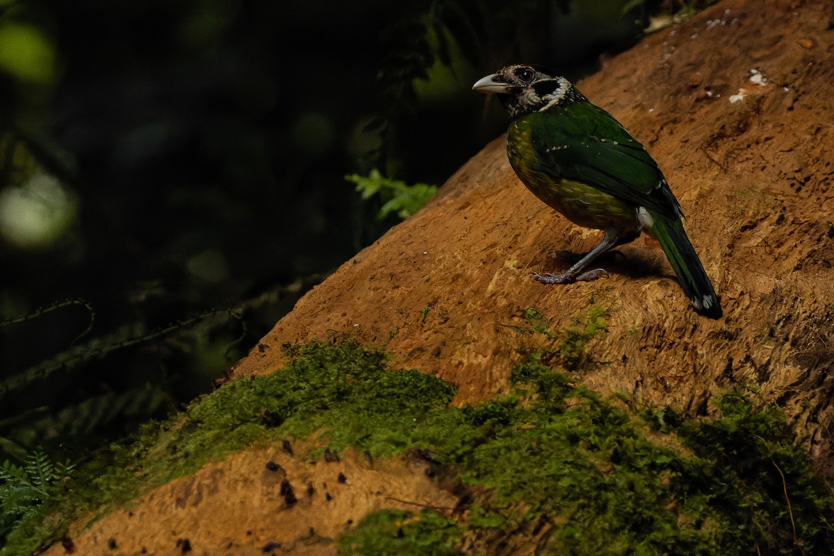 Arfak Catbird - Joachim Bertrands