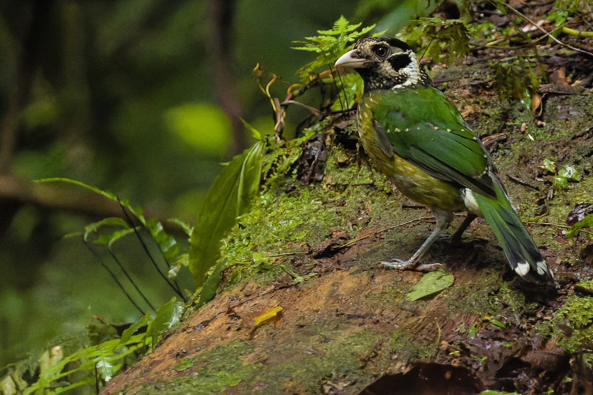 Arfak Catbird - Joachim Bertrands