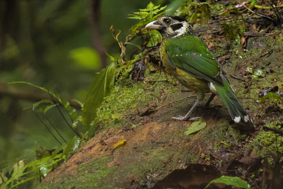 Arfak Catbird - Joachim Bertrands