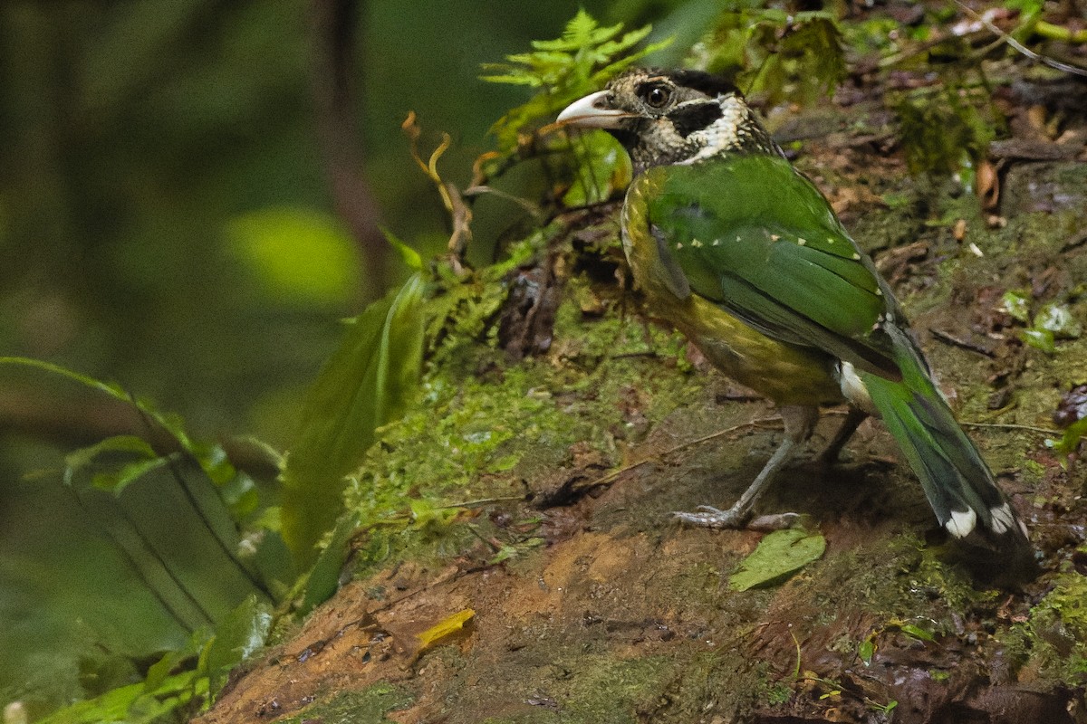 Arfak Catbird - Joachim Bertrands