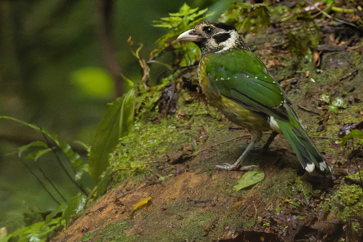 Arfak Catbird - Joachim Bertrands