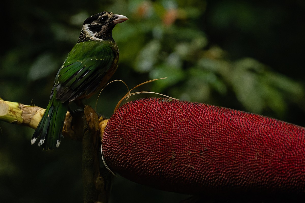 Arfak Catbird - Joachim Bertrands