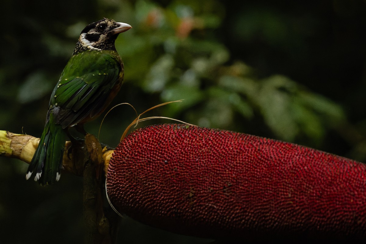 Arfak Catbird - Joachim Bertrands